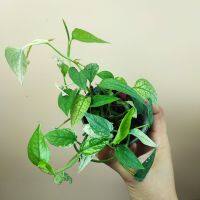 Epipremnum cebu blue variegated || เซบู บลู ด่างไม้นำเข้าฟิลิปปินส์ เซบูด่าง