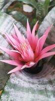 เอคเมีย พริเมร่า?สัปรดสีฟอกอากาศ?ปลดหนี้ไม้มงคล