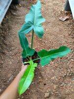 philodendron jerry horne #ไม้น่าสะสมสม ไม้ประดับ" ส่งพร้อมกระถาง 5-6นิ้ว