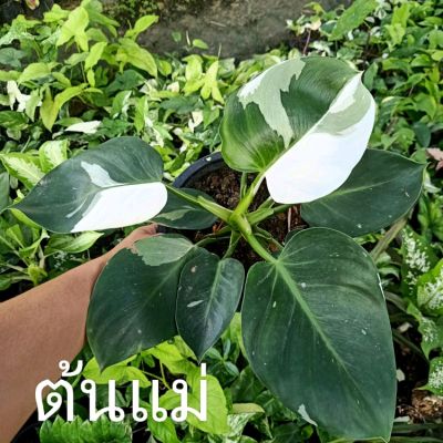 ☘️ Philodendron White Wizard ❤️ (ฟิโลเดนดรอนไวท์วิสาจ) ด่างสวยๆ ไม้แยกหน่อ ต้นเล็ก ☘️ ไม้ด่าง ไม้ฟอกอากาศ ☘️ [PWW]