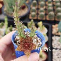 เก๋งจีน orbea verrucosa X orbea cooperi