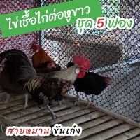 ไข่เชื้อไก่ป่าหูขาว ชุด 5 ฟอง สำหรับฟัก