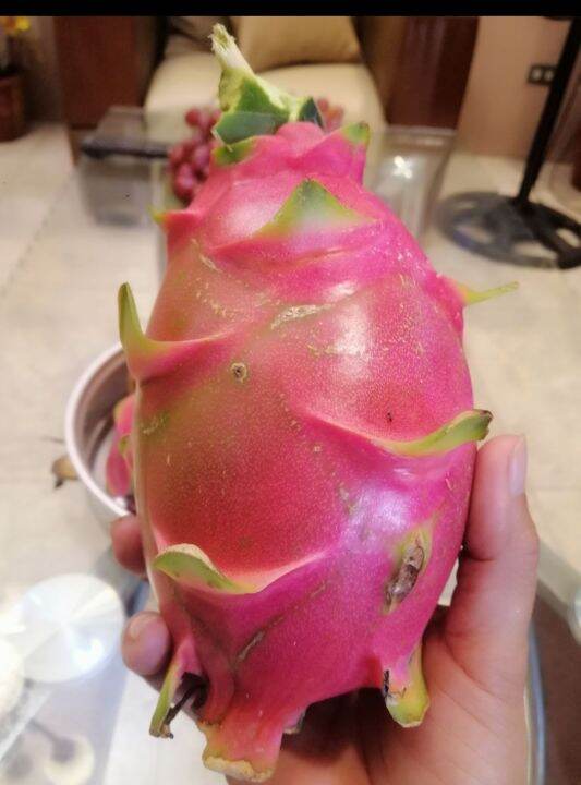 Dragon Fruit cuttings (rooted) Lazada PH