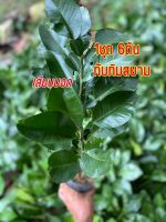 ส้มโอทับทิมสยาม[ชุด6ต้น] เสียบยอด สายพันธ์แท้