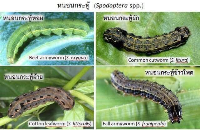 ธีรา5-ปราบหนอนหนังเกนียว-หนอนกะทู้ผัก-ข้าวโพด-ถั่ว-แตง-1กก-มี10ซอง