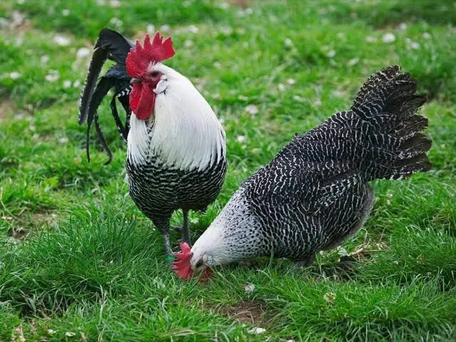 ayam arab siap telur