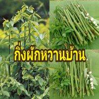 กิ่งผักหวานบ้านสำหรับปักชำขยายพันธุ์ จำนวน20กิ่ง