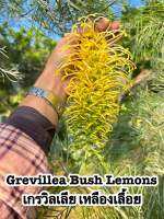 ขายกิ่งพันธุ์ สนเกรวิลเลีย "Grevillea bush lemons" สีเหลืองเลื้อย ทาบกิ่งสูง40-60cm. ต้นไม้จาก ออสเตรเลีย