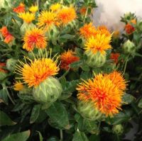 เมล็ดพันธุ์ ดอกคำฝอย (Safflower)บรรจุ 100 เมล็ด คุณภาพดี ของแท้100%