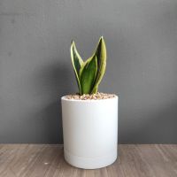 ?ลิ้นมังกร(แคระ)(Snake Plant)"หลายสายพันธุ์"(ต้นไม้ฟอกอากาศ) ต้นสูง5-10ซม. พร้อมกระถางMinimal4"+จานรอง+หินโรย(ตั้งโต๊ะทำงาน