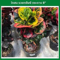 ต้นโกสนพันธุ์ รวยทรัพย์ ไซส์ใหญ่สูง 35-40 เซนติเมตร ส่งพร้อมกระถาง