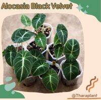 Alocasia black velvet / อโลคาเซียแบล็คเวลเว็ท กระถาง 2 นิ้วต้นใหญ่ทรงสวยครับ ไม้น่าสะสม