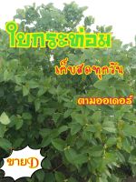 ?ใบกระท่อมสด  #ใบรวมคละพันธุ์คละไซร์ 500 กรัม เก็บสดทุกวันตามออเดอร์ ใบสวย ต้ม-เขี้ยวอร่อยหอม