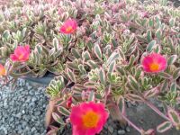 คุณนายตื่นสายไฮโซ ♥️พร้อมจัดส่งกระถาง 3 นิ้ว ♥คุณนายตื่นสายไฮโซ” หรือ Portulaca ‘Hana Misteria’ โดยจะมีใบสีเขียวขอบชุมพูแต้มเหลืองซึ่งเป็นลักษณะของใบด่าง ดอกมีทั้งสีบานเย็น สีเหลือง และสีชมพู ไม่มีกลิ่น หากได้รับแดดมากสีใบจะเข้มขึ้น ปลูกเป็นไม้คลุมดิน