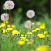 เมล็ดพันธุ์ ดอกแดนดิไลออน (Dandelion Seeds) บรรจุ 30 เมล็ด