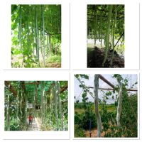 เมล็ดพันธุ์ บวบงู ยาวยักษ์ พันธุ์อนาคอนด้า (Anaconda Long Snake Gourd seed) บรรจุ 5 เมล็ด