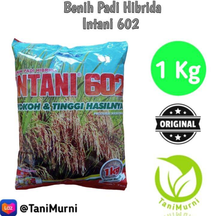 Benih Padi Hibrida INTANI 602 Malai Panjang Berbobot ( Exp:20 - 01 ...