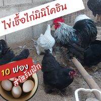 ?ชุดไข่เชื้อไก่มินิโคชิน??แท้ 10 ฟอง Mini cochin สำหรับฟัก