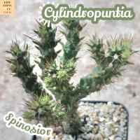 [โอพันเทีย หนามดูด] Cylindropuntia Spinosior ส่งพร้อมกระถาง แคคตัส กระบองเพชร Cactus Succulent หนามดูด ทะเลทราย ทนแดด ทนแล้ง หนามดุ หนามโหด สายพันธุ์หายาก