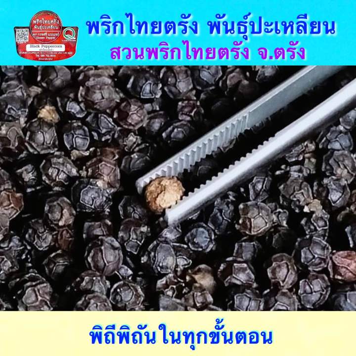 พริกไทยดำชนิดเม็ด-พันธุ์ปะเหลียน-สวนพริกไทยตรัง-สวนกิตติ-ซองบรรจุ-100-กรัม