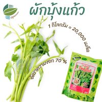 เมล็ดพันธฺุ์ ผักบุ้งแก้ว 1 กิโลกรัม