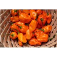 เมล็ดพันธุ์ พริกฮาบาเนโร่ สีส้ม (Orange Habanero Pepper Seed) เผ็ดที่ 200000 SHU บรรจุ 5 เมล็ด