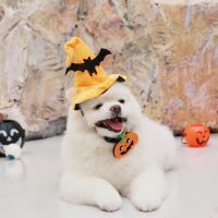 MAGIC PUMPKIN SET (สำหรับน้องหมาน้องเเมว)