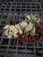 Hoya compacta white