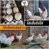 ไข่เชื้อไก่ไข่เล็กฮอร์นขาว ชุด 5 ฟอง