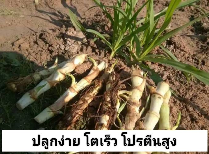 พันธุ์หญ้าหวานอิสราเอล-35ท่อน-60ท่อน-และ-100ท่อน