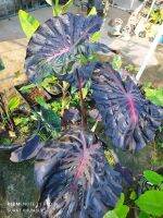 Colocasia Hybrid Pink จัดส่งทั้งกระถาง Ribbon พิ้งค์ริปบอน พิ้งค์ลิปบอน