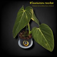 ฟิโลเดนดรอน กลอเรียส Philodendron Glorious (Melanochrysum x  Gloriosum)