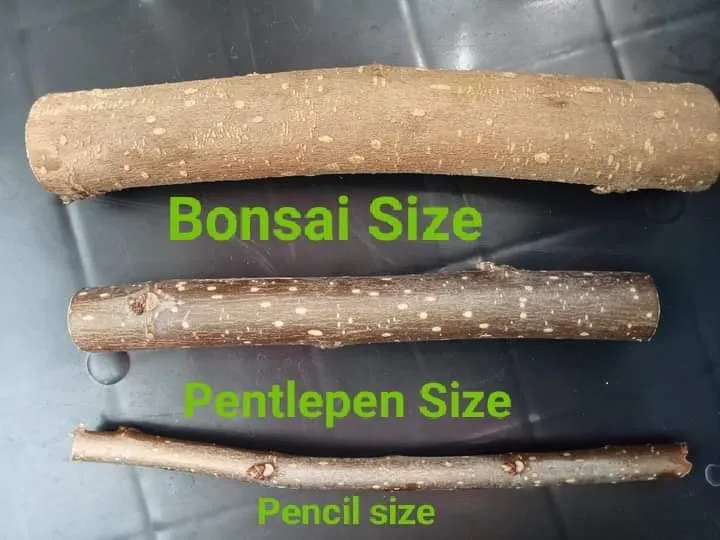 Large Bonsai stem cuttings Lazada PH