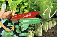 ต้นกล้า ผักกาดขาว ต้นละ 12 บาท