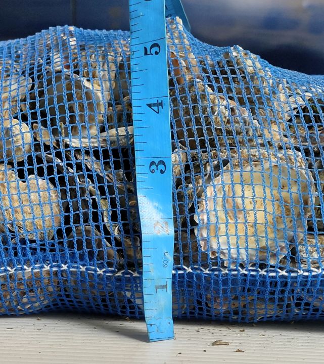 เปลือกหอยนางรม-10กิโล-อวนเขียวกรองน้ำ-เปลือกหอยกรองน้ำ-สะอาดปลอดภัย-พร้อมอวนเขียว-เหนียวใช้ได้ยาวนาน