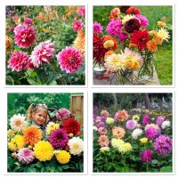 เมล็ดพันธุ์ ดอกรักเร่ คละสี (Dahlia Flower Mix Seed) บรรจุ 20 เมล็ด