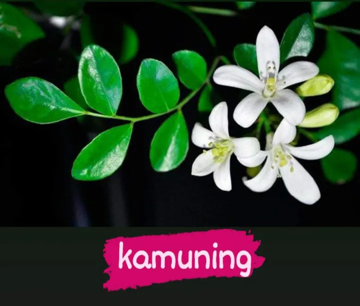 Orange Jasmine Kamuning sweet smelling fragrant seedlings Lazada PH