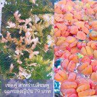 เซตคู่ ?? จอกแดงญี่ปุ่น+สาหร่ายสีชมพู 79 บ.ใช้ตกแต่งบ่อปลา เป็นแหล่งอาหาร และช่วยเพิ่มอ็อคสิเจนในน้ำ