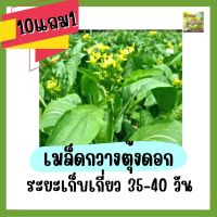 เมล็ดกวางตุ้งดอก เมล็ดพันธุ์กวางตุ้งดอก 300 เมล็ด ปลูกกวางตุ้งดอก เมล็ดผักสวนครัว ปลูกง่ายโตไว อัตราการงอกสูง