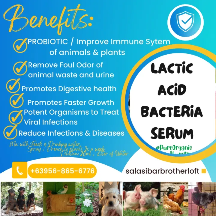 Lactic Acid Bacteria Serum (LABS) Lazada PH