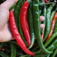 เมล็ดพันธุ์ พริกหนุ่ม กรีนฮอท Hot Pepper Green Hot บรรจุ 30 เมล็ด ผลดกมาก