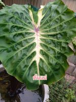 Colocasia White Lava ไวท์ลาวา

กระถาง3นิ้ว จริง แท้รับประกัน