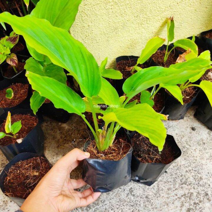 Malaysian Stock Rare Exotic Black Ginger plant /benih kunyit hitam fast ...