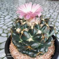 [ถูกที่สุด] Coryphantha Elephantidens Cactus ,กระบองเพชร ไม้อวบน้ำ succulent แคคตัสช้างเต้าลึก กระบองเพชร ไม้อวบน้ำ ต้นไม้ประดับ