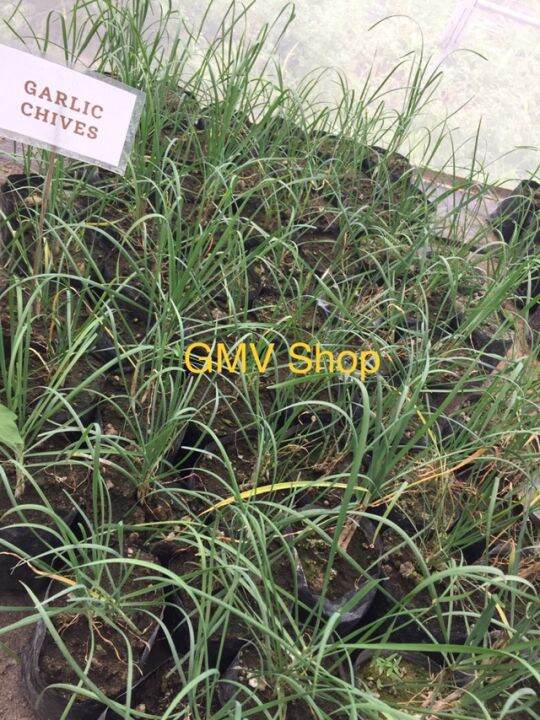 Garlic Chives Live Plant/Luzon Buyers Lazada PH