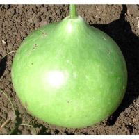 เมล็ดพันธุ์ น้ำเต้า บัสเชล (Bushel Gourd Seed) บรรจุ 5 เมล