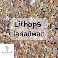 (พร้อมส่ง❗️)ไลทอปมิกซ์ Lithops ไลทอป ไลทอปยกพอต ไลทอปพอตจิ๋ว ไม้อวบน้ำ ราคาถูก แคคตัส กระบองเพชร