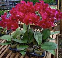 กล้วยไม้ดอกสวยมาก❗️❗️เป็นที่นิยม➕➕ฟาแลนนอป Phalaenopsis Orchid??##สีชมพูบานเย็นแฟนซี##จัดส่งทั้งกระถางดำ4นิ้ว