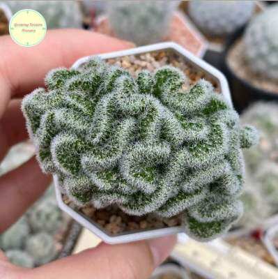 แมมกีเซเร่ แมมจีเซล Mammillaria Schiedeana ssp. Giselae แคคตัส กระบองเพชร แมม แมมมิลลาเรีย ต้นไม้ ไม้ชำหน่อ ไม้เพาะเมล็ด