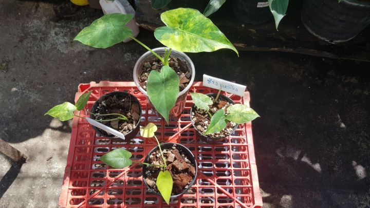 หูช้างด่างเหลืองalocasia-gageana-aura-variegated